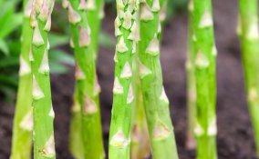 come coltivare gli asparagi