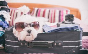 cosa mettere in valigia per il cane in vacanza
