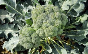 coltivare broccoli, seminare broccoli, ricette broccoli