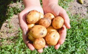 coltivare patate orto