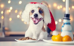 cane, panettone, Natale