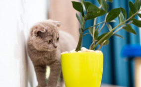 piante, pericolo, gatto