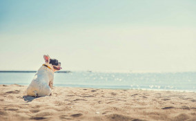 Spiaggia per cani