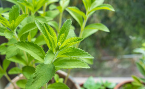 come coltivare stevia, coltivazione stevia