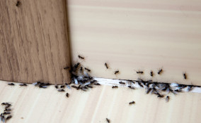 Sognare formiche