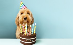 festa, compleanno, cane