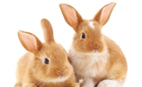 Sognare conigli, significato e numeri
