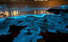  spiagge bioluminescenti