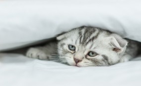 depressione nei gatti