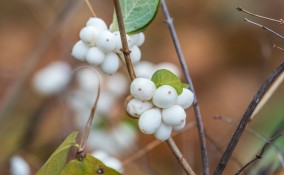 ghostberry