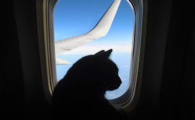 viaggiare con gatto