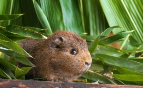 Agouti