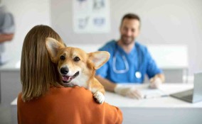 tranquillizzare il cane dal veterinario