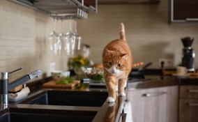 gatto in cucina