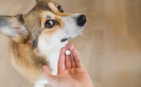 Farmaci per il cane