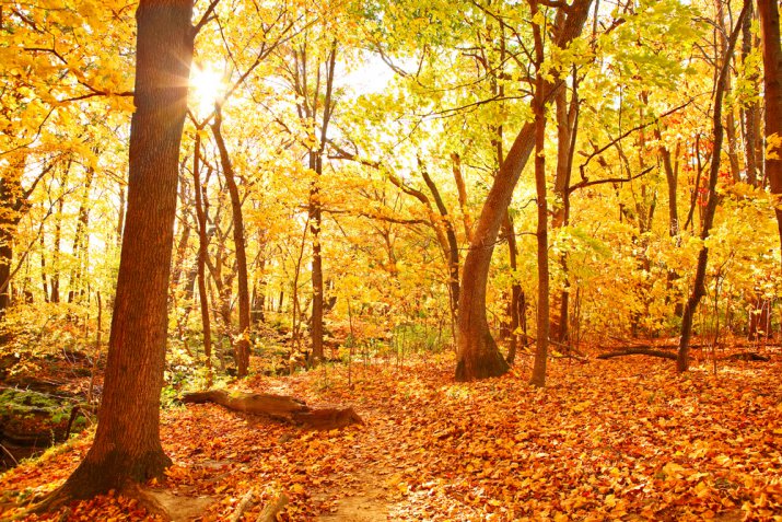 Foliage, 8 posti dove vedere lo spettacolo degli alberi a colori