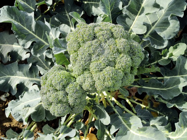 Broccoli: quando si seminano e come coltivarli