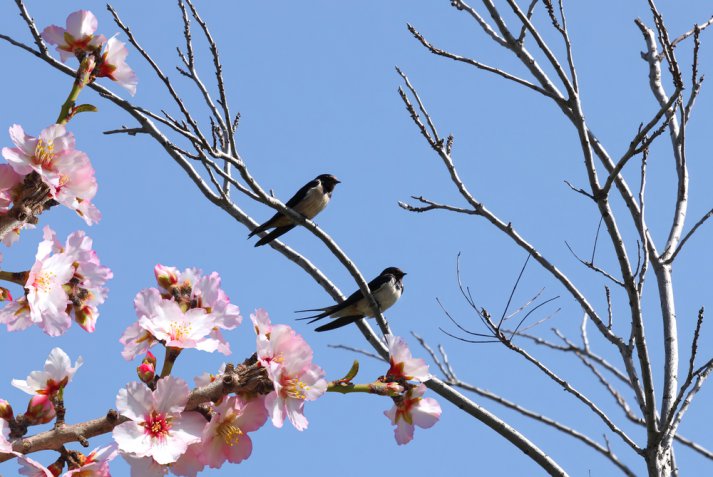 Giornata della poesia, i versi ispirati alla primavera più belli ed emozionanti