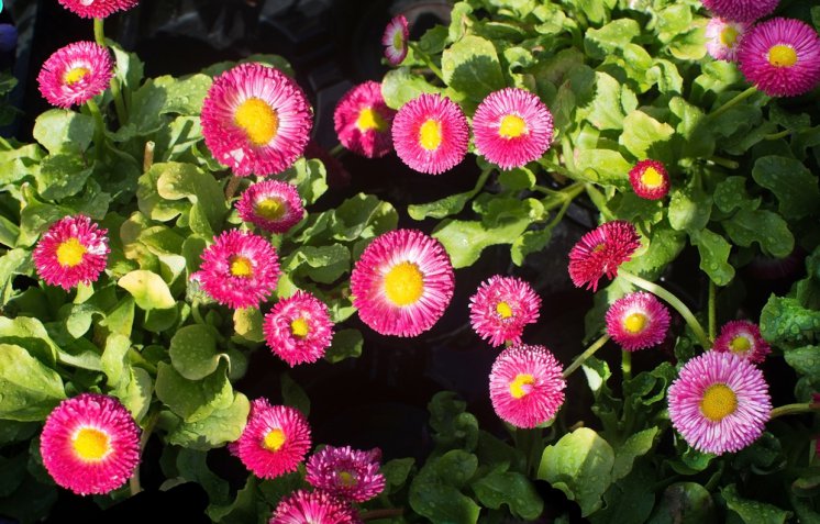 5 fiori primaverili da piantare a maggio sul balcone