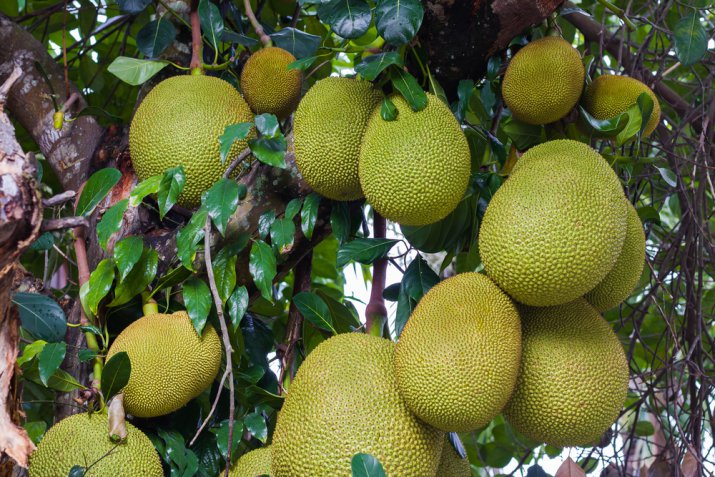 Jackfruit, sapore e proprietà del frutto esotico indiano