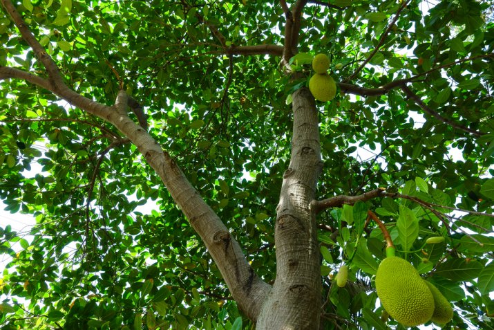 Jackfruit, sapore e proprietà del frutto esotico indiano