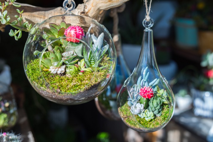 Terrario piante fai da te: come fare un grazioso giardino in miniatura