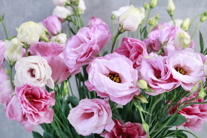 Fiori da regalare a San Valentino: 5 alternative alle rose rosse