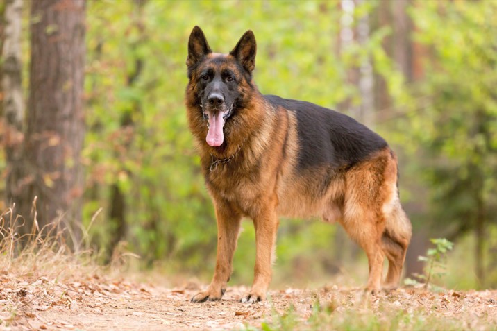 Cani grandi: le razze di taglia media e maxi più famose