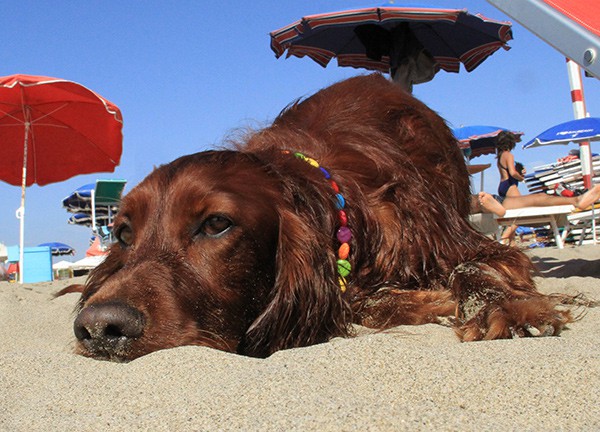 Baubeach®: con Patrizia Daffinà i nostri amici cani vanno alla spiaggia