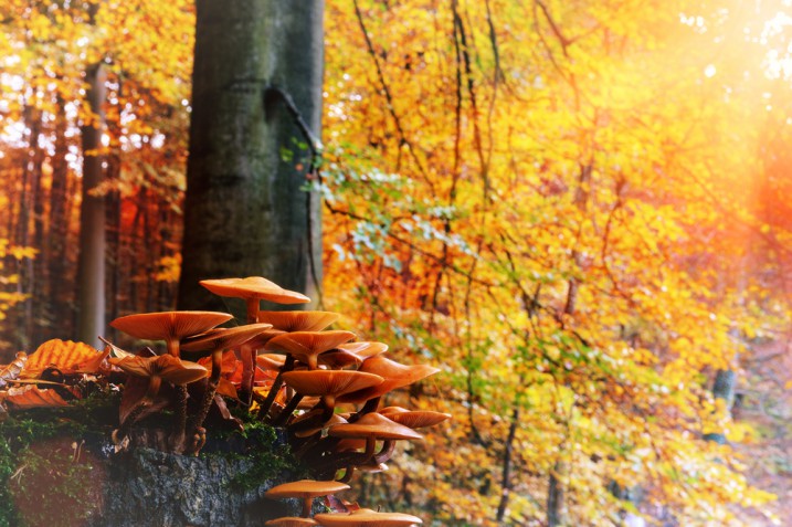 Sfondi autunno desktop gratis: 18 immagini che fanno sognare