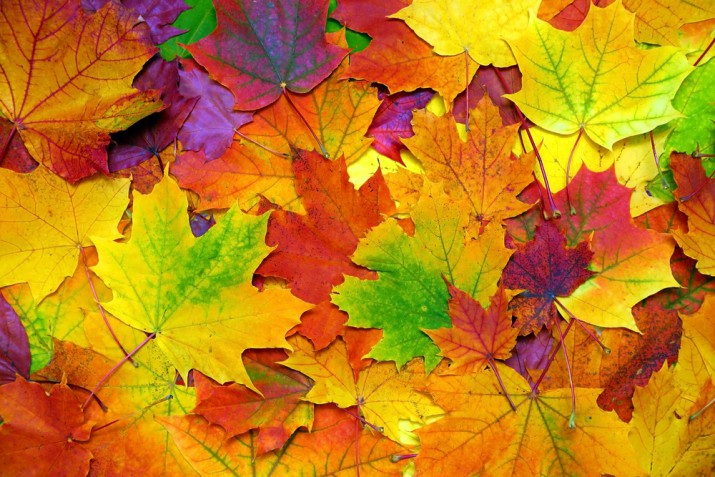 Sfondi autunno desktop gratis: 18 immagini che fanno sognare