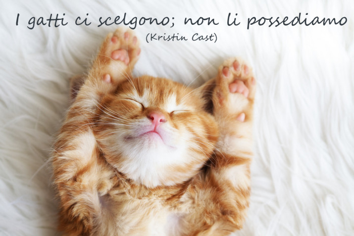 Giornata del gatto: 7 immagini con frasi per gli amici felini