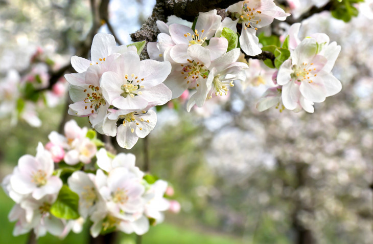 Sfondi desktop primavera gratis: 9 immagini bellissime