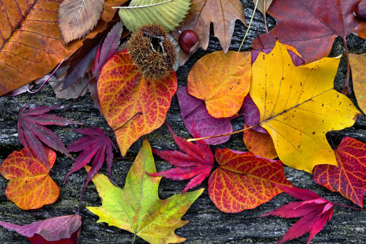 Equinozio di autunno: le immagini da scaricare e inviare agli amici