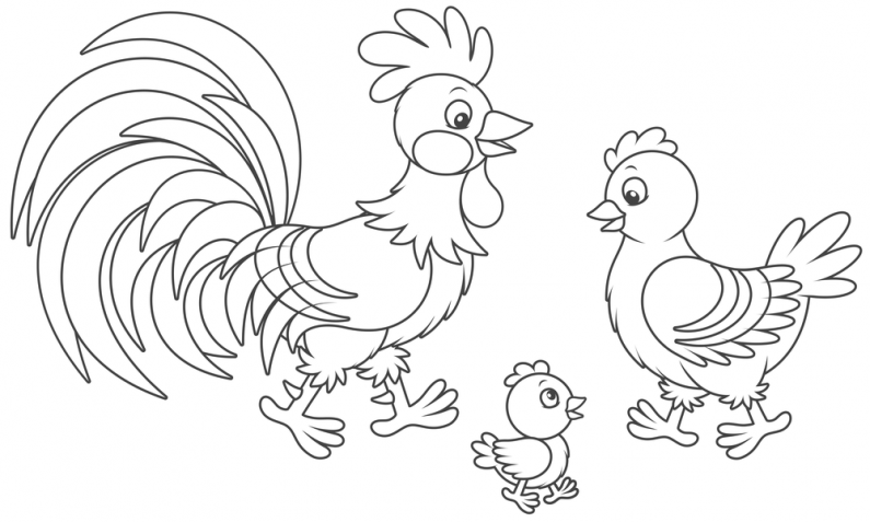 Immagini per bambini: 5 disegni di animali da colorare