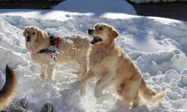 cane-neve-montagna-passeggiata-inverno