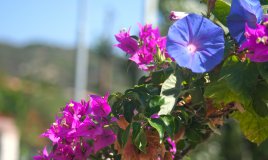buganvilla buganvillea pianta mediterranea clima mite curare arbusto rampicante pollice verde fiori colori intensi