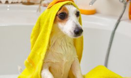 cane pulizia igiene lavaggio casa shampoo