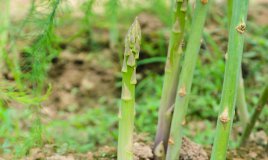 Asparagina-pianta