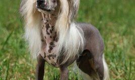 Chinese Crested Dog, cane, razza, descrizione