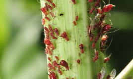 giardino orto parassiti insetti insetticida naturale ecologia