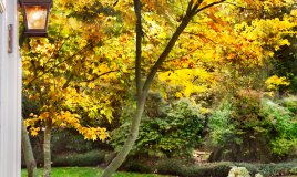 autunno-giardino-piante