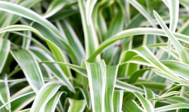 falangio-verde-pianta