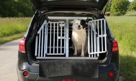 cane auto viaggio sicurezza rete divisoria legislazione 