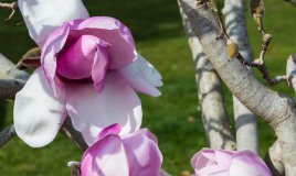 magnolia fiori capelli femminilità