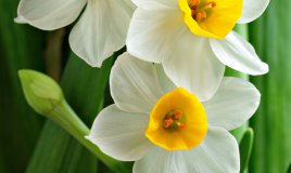 narciso-fiori-pianta
