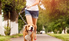 cane jogging moto salute benessere