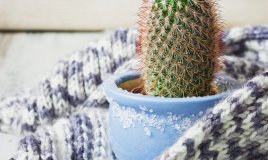 Prendersi cura delle piante e del giardino in inverno rimedi anti gelo