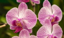 come curare le orchidee