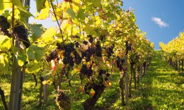 La cura dell’uva (Traubenkur): ecco i posti più belli d’Italia ed Europa